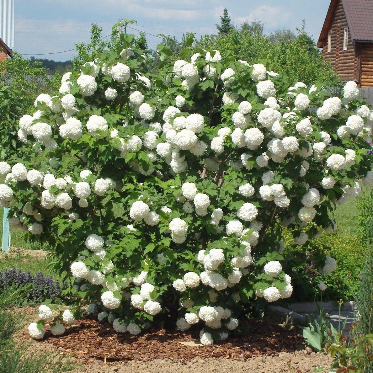 Калина бульденеж Розеум