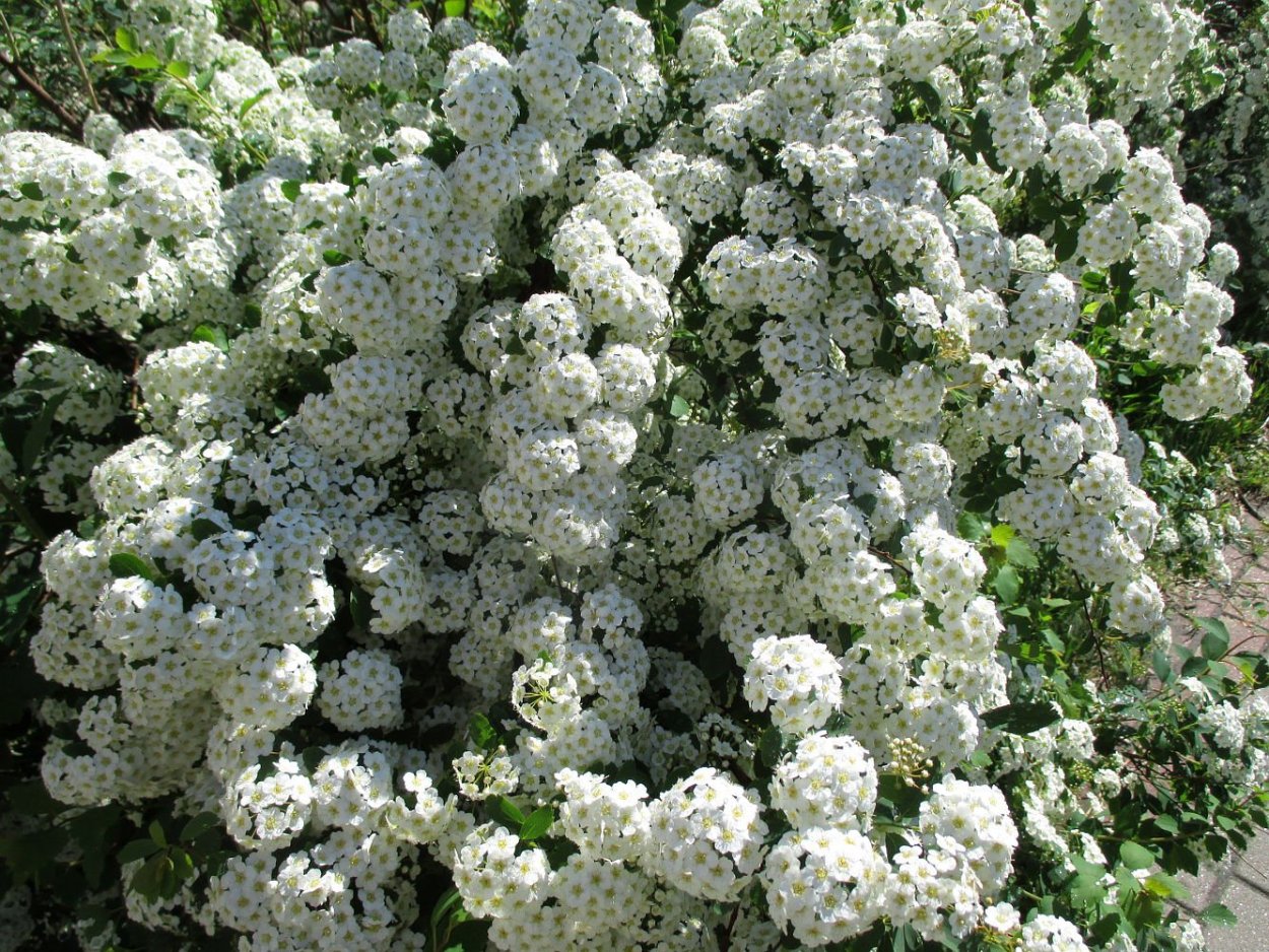 Спирея Вангутта ванхотей