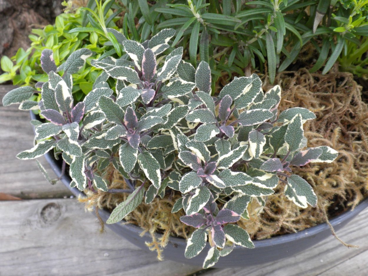 Шалфей «Аргентеовариегата»