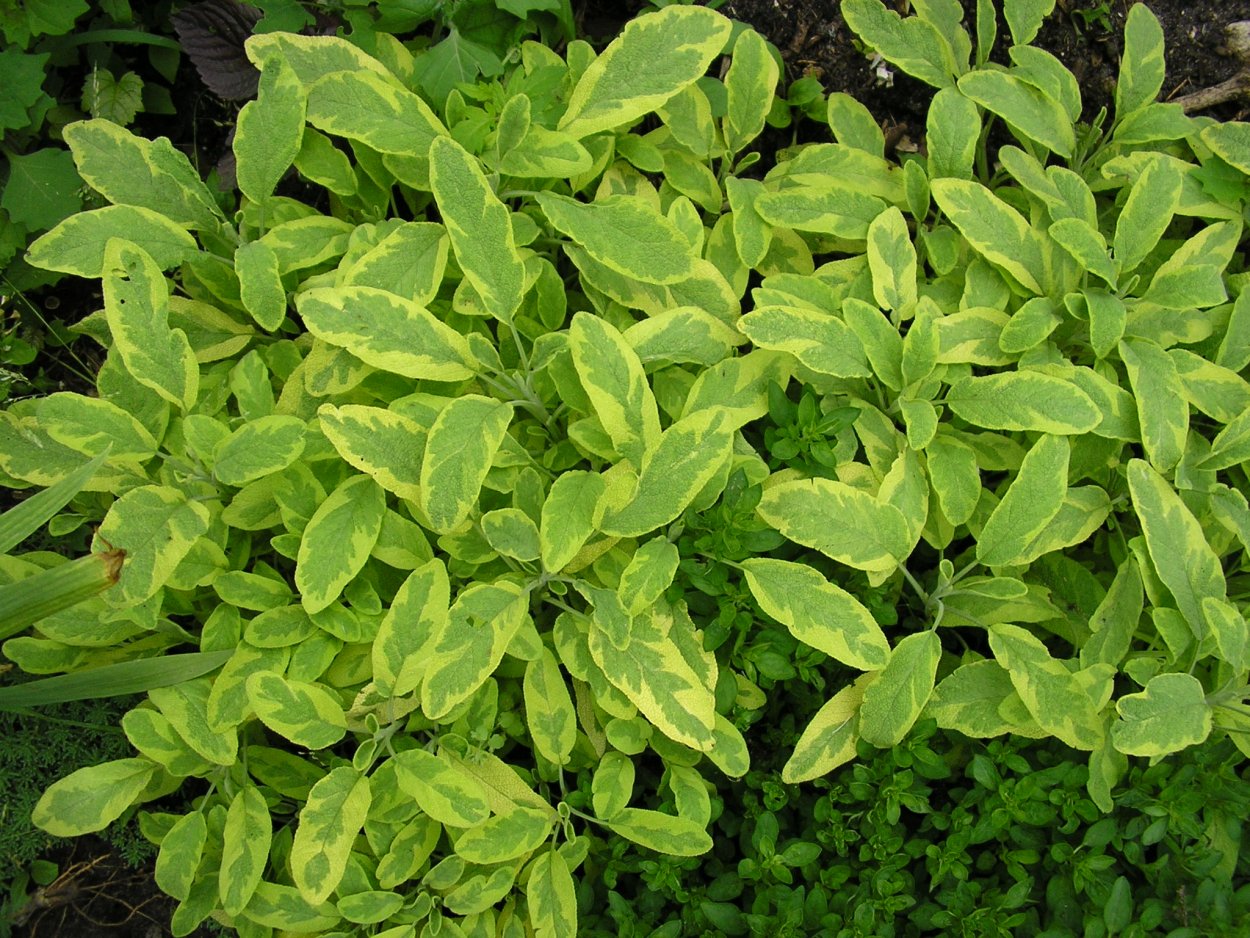 Шалфей Salvia officinalis Tricolor