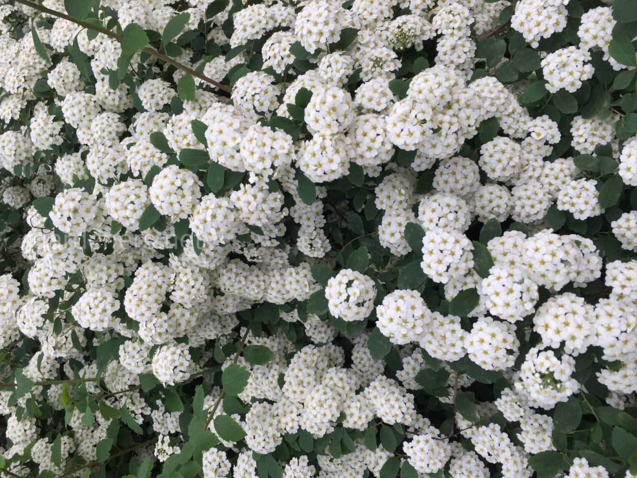 Спирея Кантонская