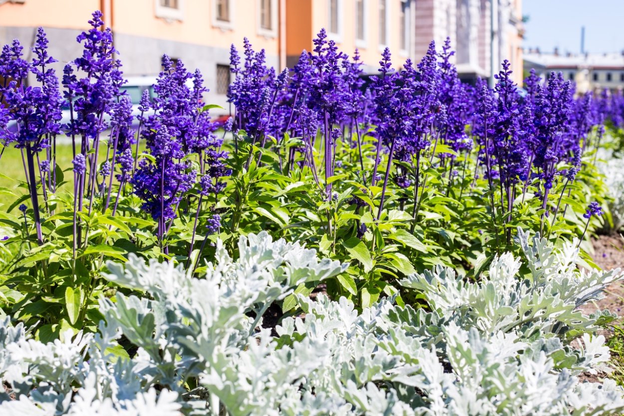 Шалфей лекарственный PURPURASCENS