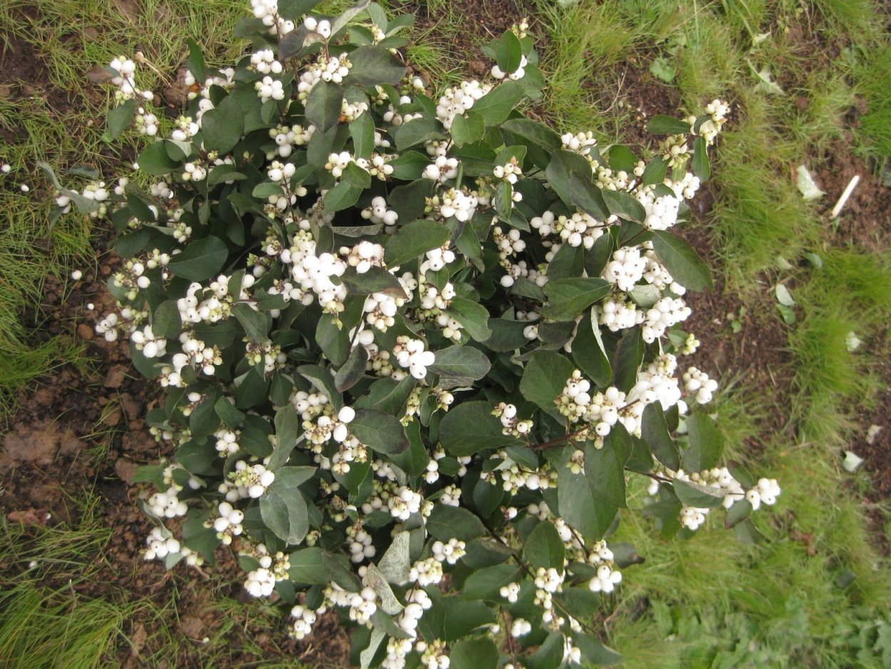 Спирея Вангутта (Spiraea vanhouttei)
