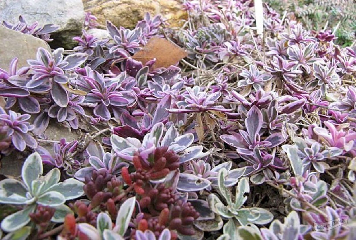 Шалфей лекарственный серебристый