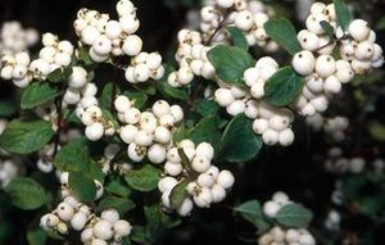 Снежноягодник Доренбоза Вайт хедж