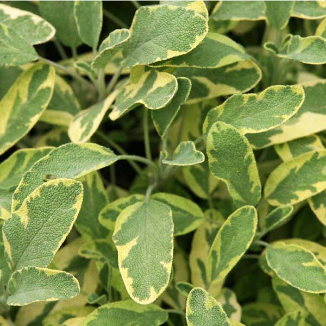 Шалфей оффициналис Аурея