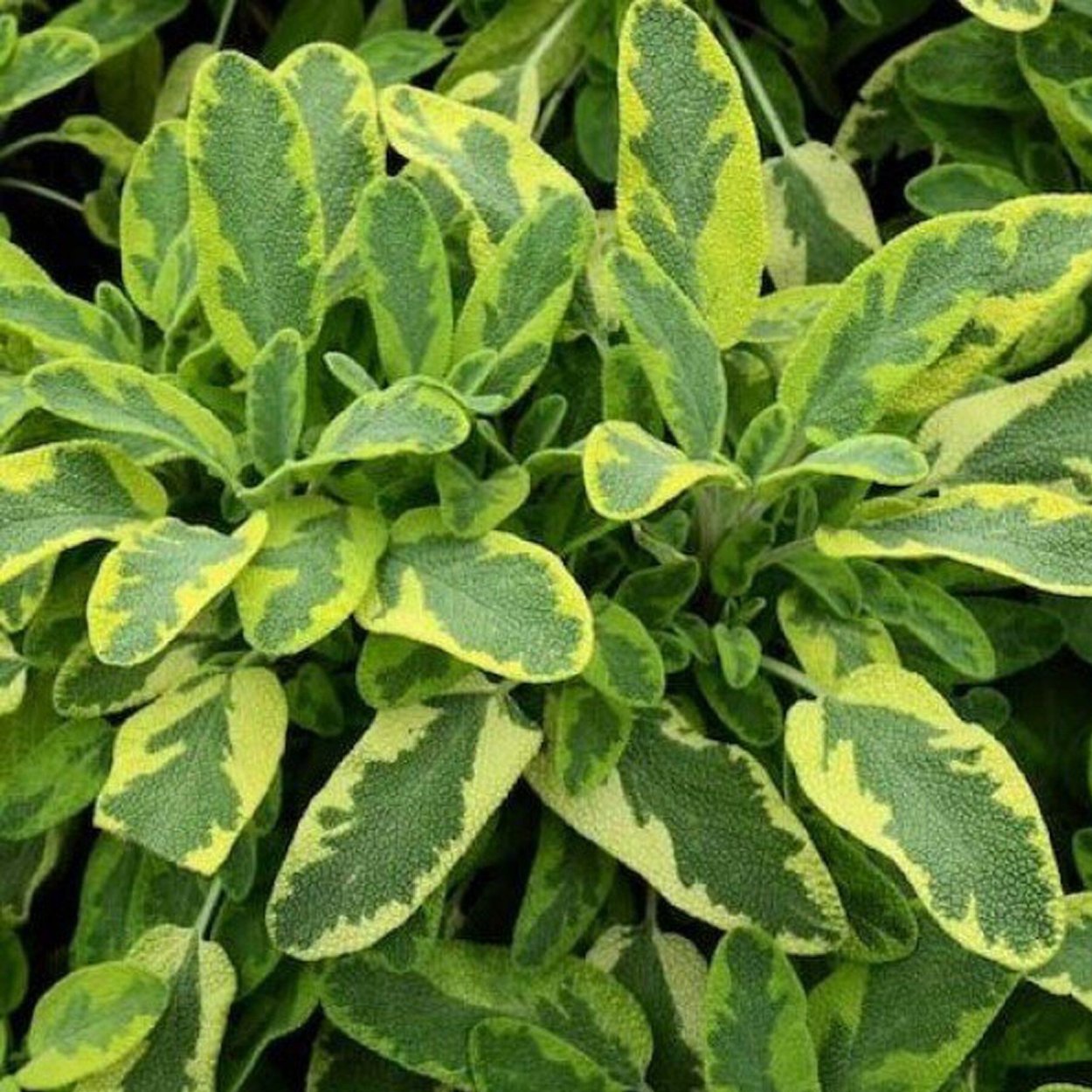 Шалфей Goldblatt icterina