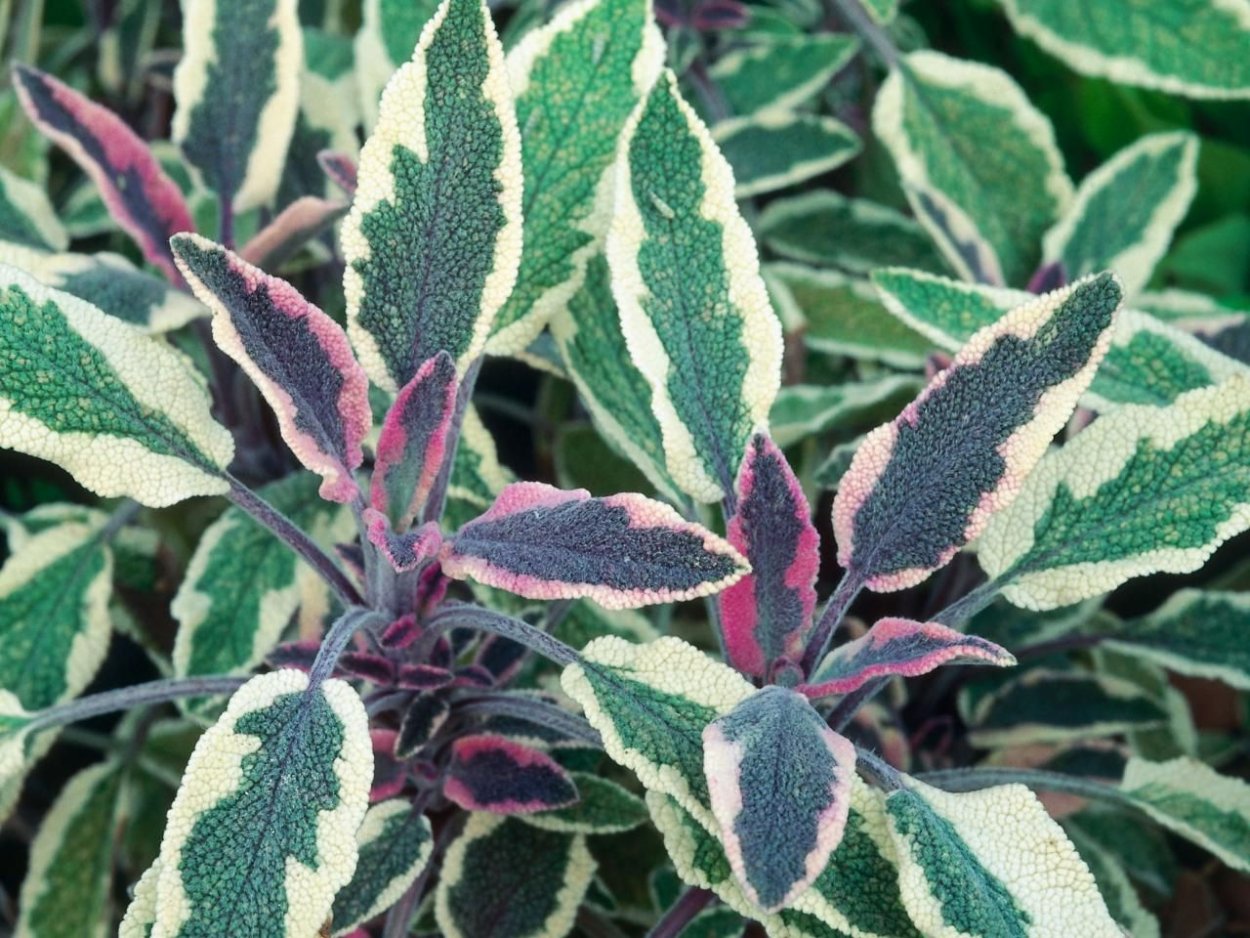 Шалфей Salvia officinalis icterina