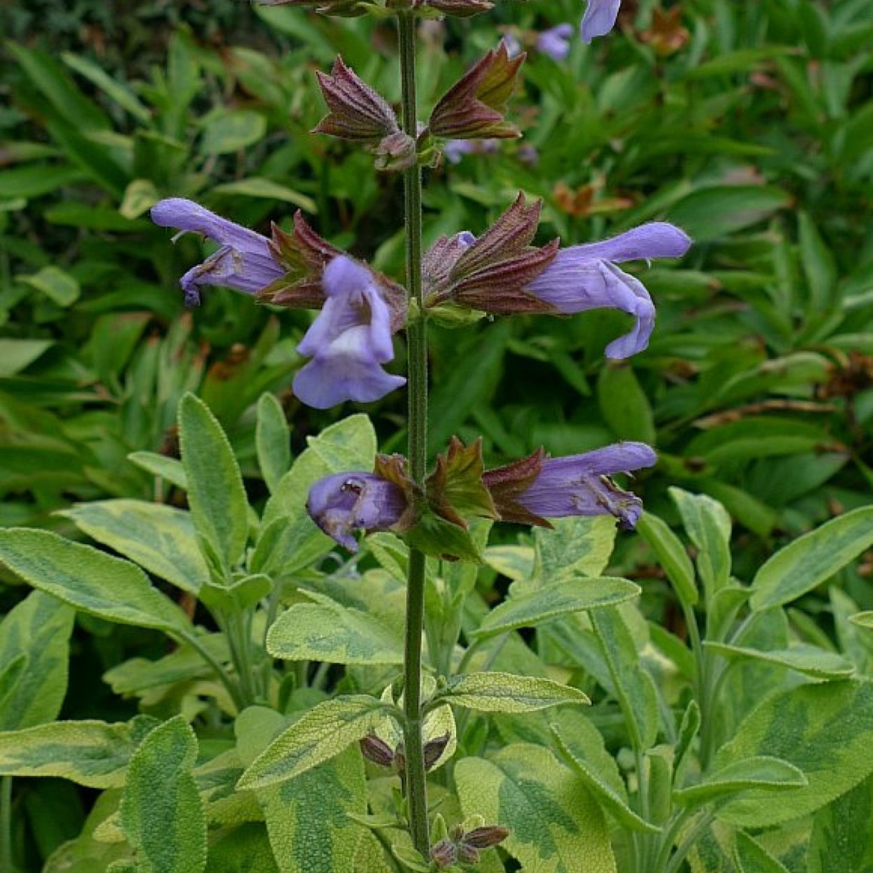 Шалфей перовския