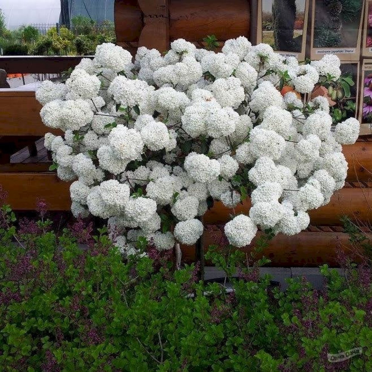 Куст с белыми пятилепестковыми цветами