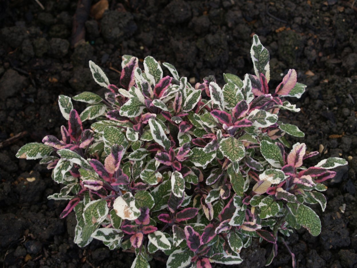 Шалфей оффициналис Триколор