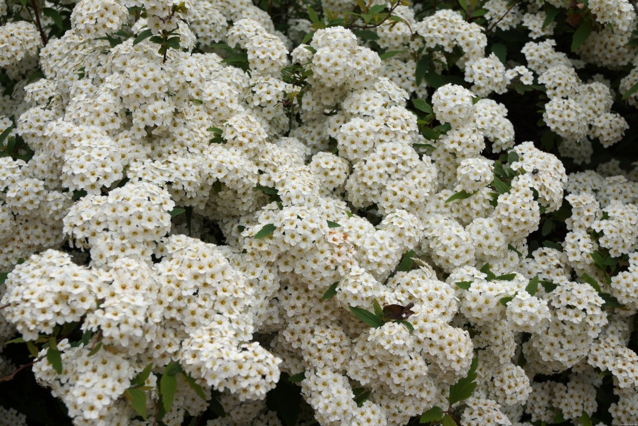 Кустарник Ромеро