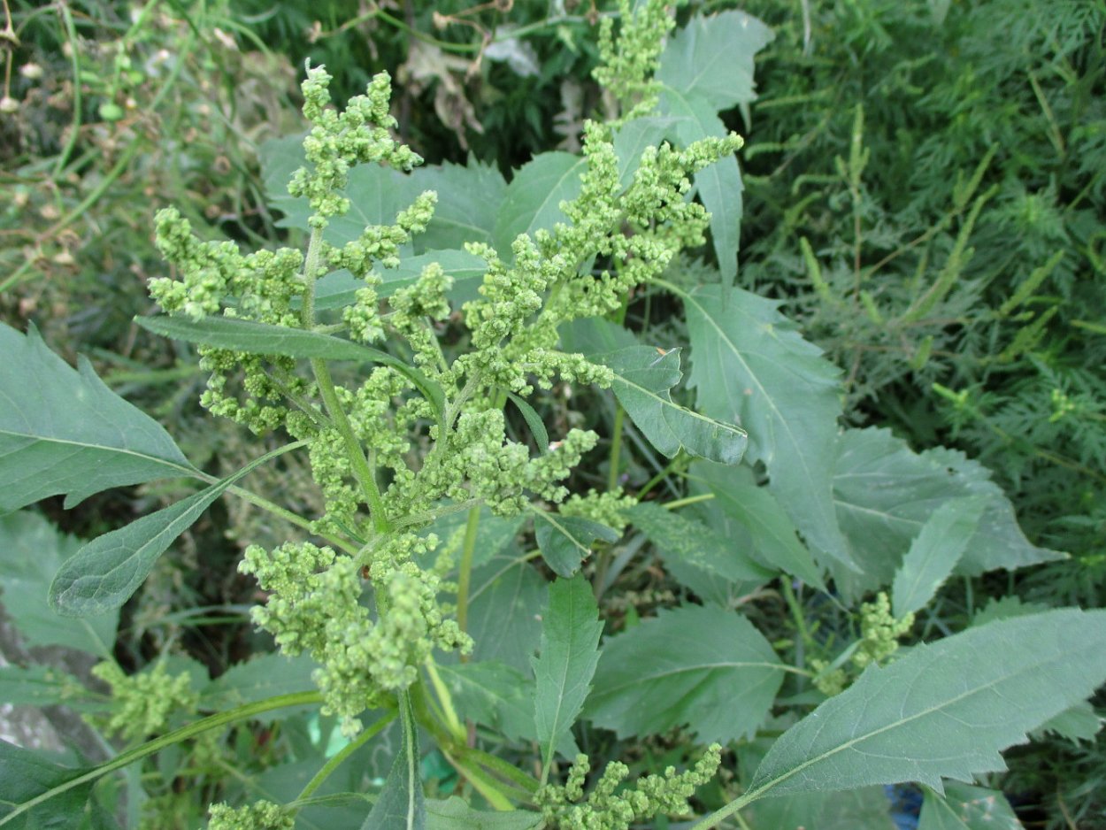 Амброзия циклахена