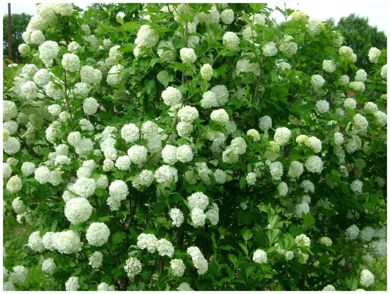 Калина обыкновенная Розеум бульденеж