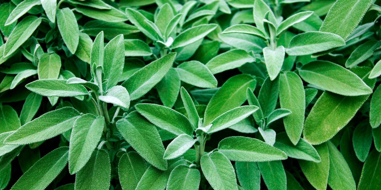 Очиток и чистец