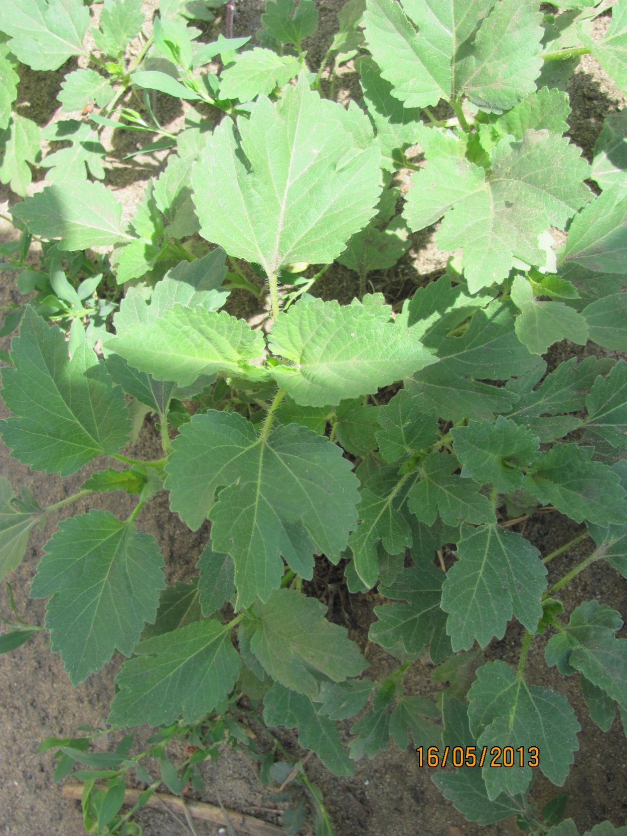 Циклахена канадская