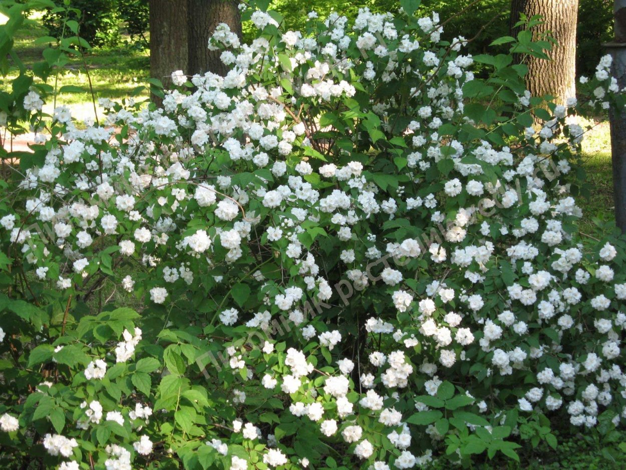 Кустарник Калина бульденеж