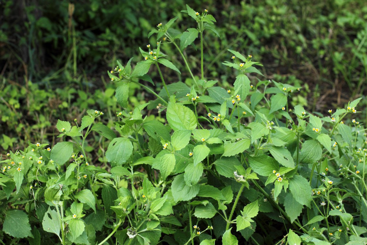 Галинсога американка