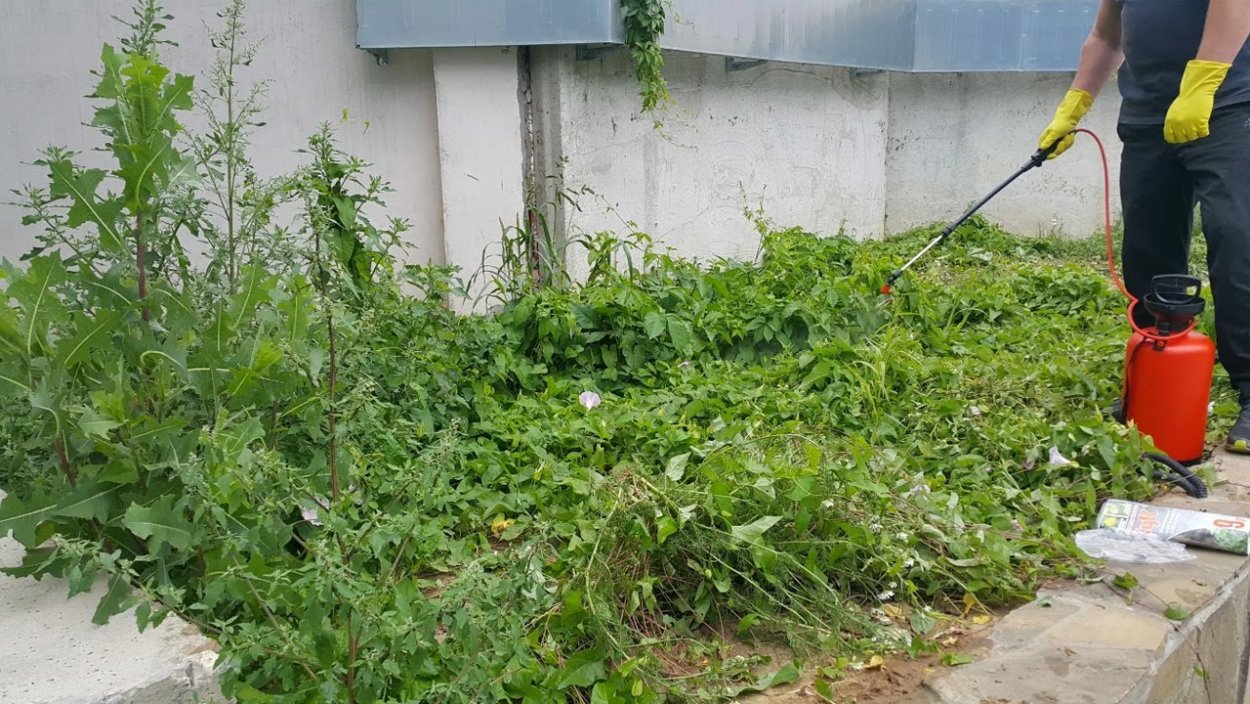 Галинсога американка