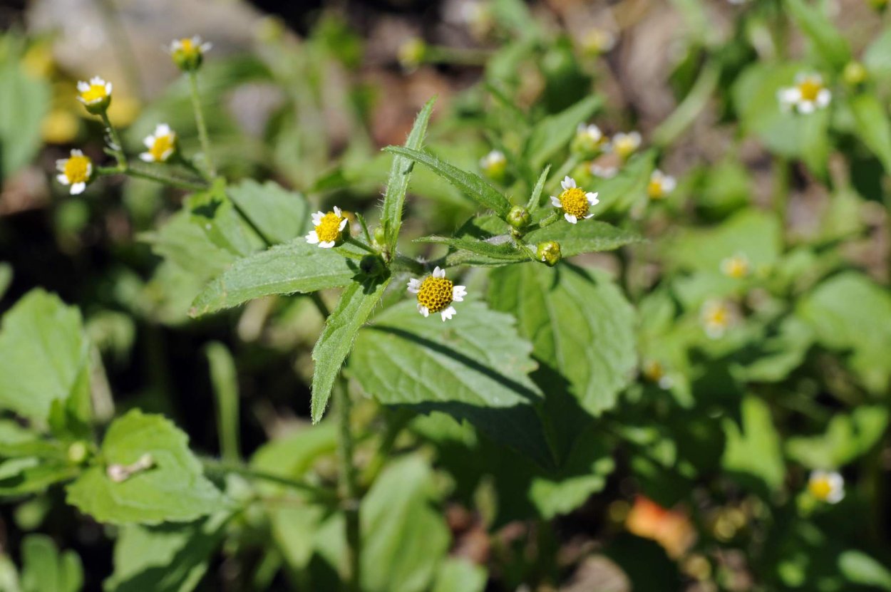Сорняк галинсога американка
