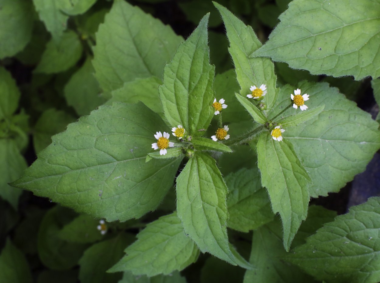 Мокрица сорняк огородный