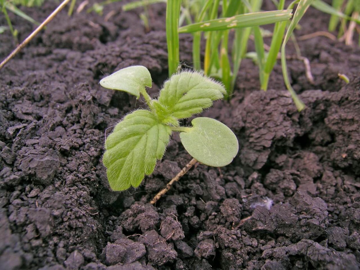 Осот огородный сорняк