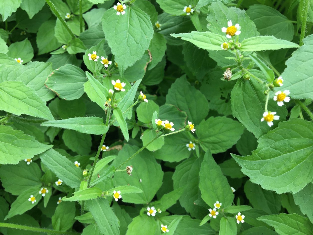 Галинсога мелкоцветковая американка