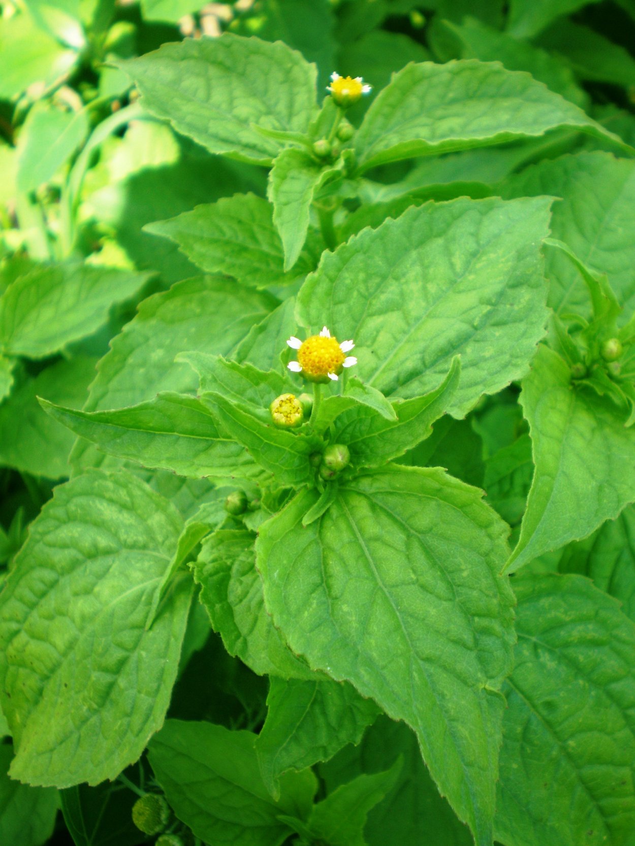 Сорняк брицца