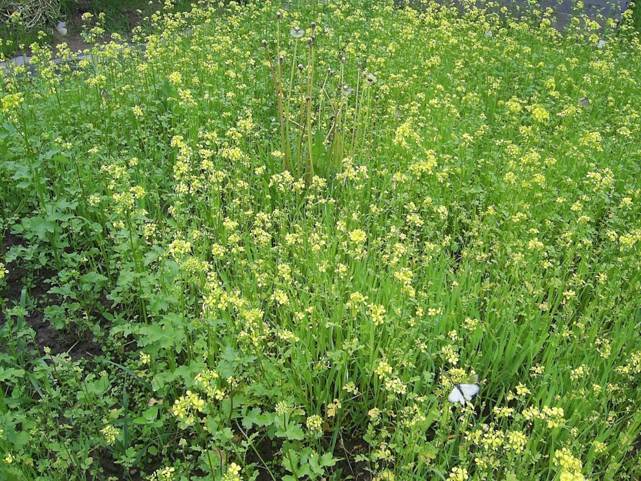 Сорняк Чарли ползучий