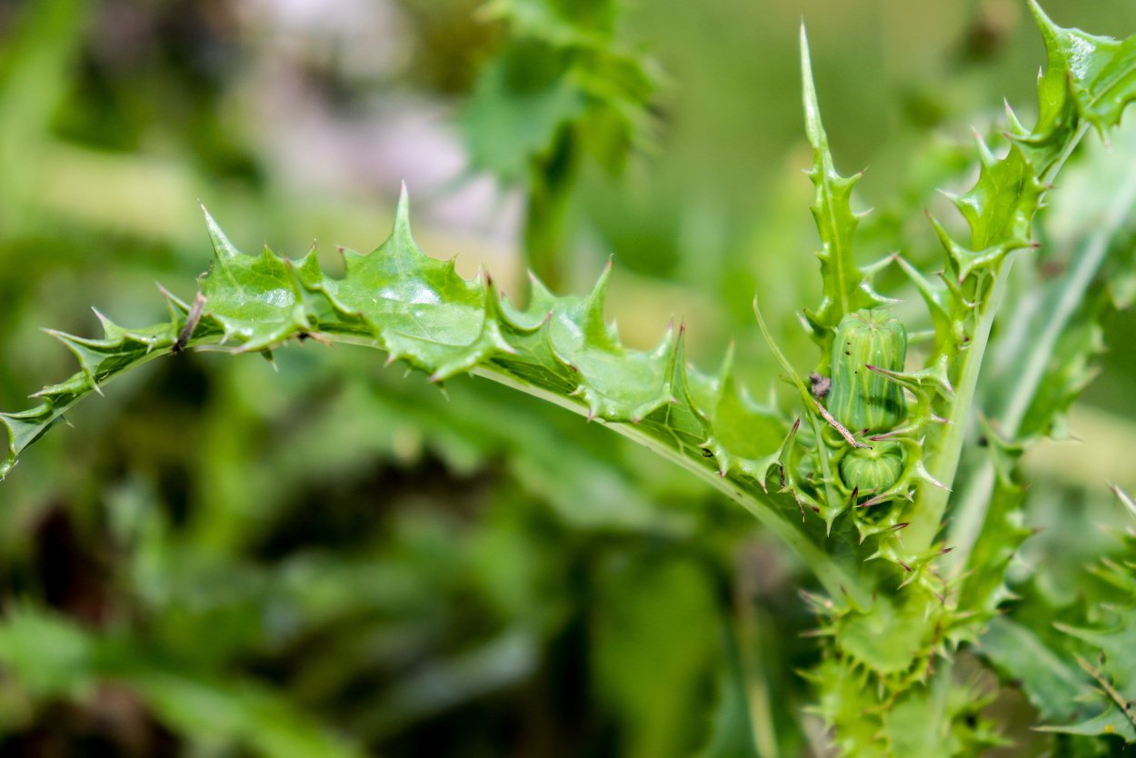 Сорняк пятилистовый