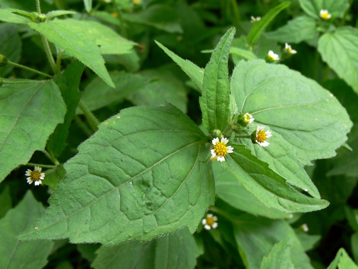 Щирица запрокинутая Amaranthus retroflexus