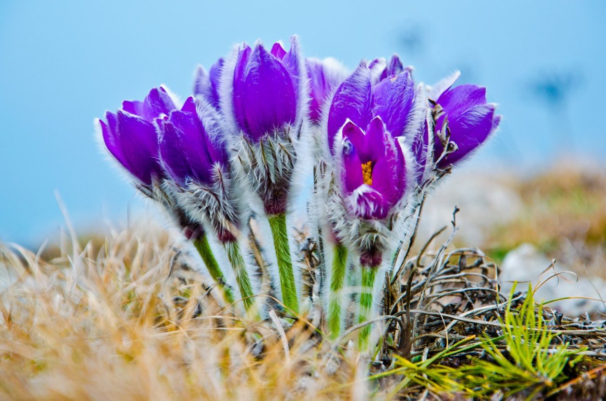 Прострел Крымский сон-трава