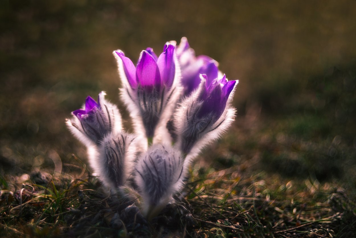 Подснежники пушистые