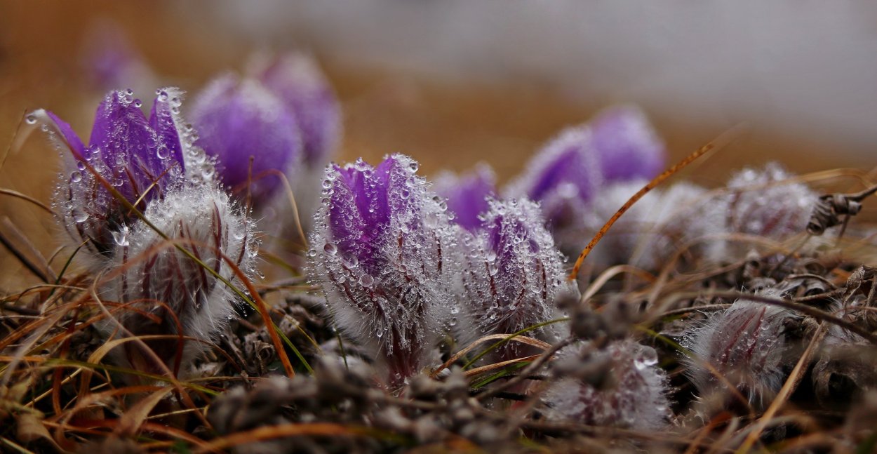 Фиолетовый пушистый первоцвет