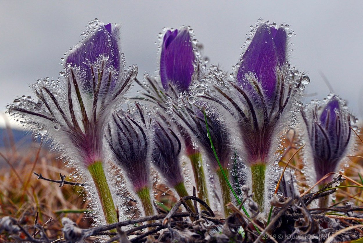 Крымские первоцветы сон трава