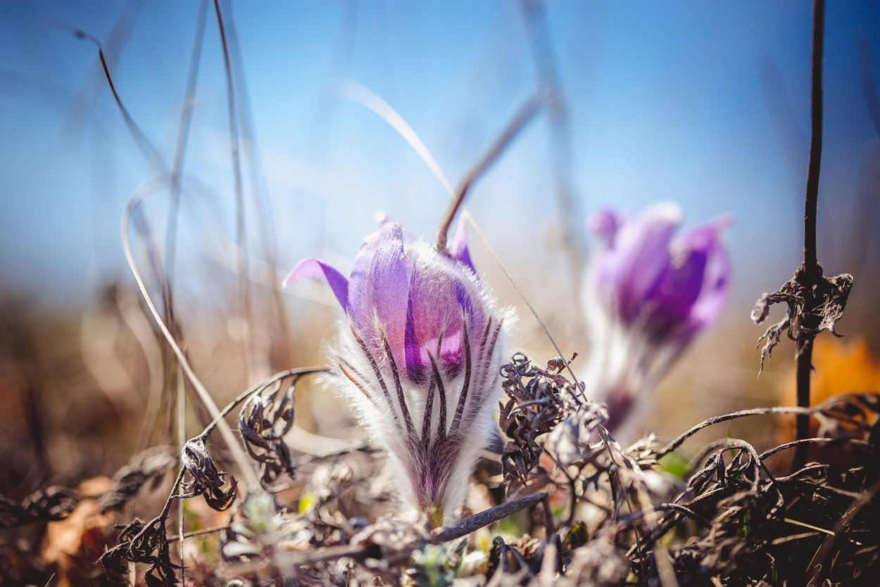 Сиреневый пушистый цветок