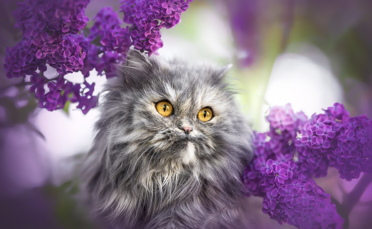 Агератум мексиканский голубой