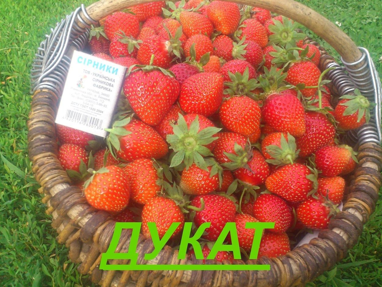 Сорт садовой земляники Дукат