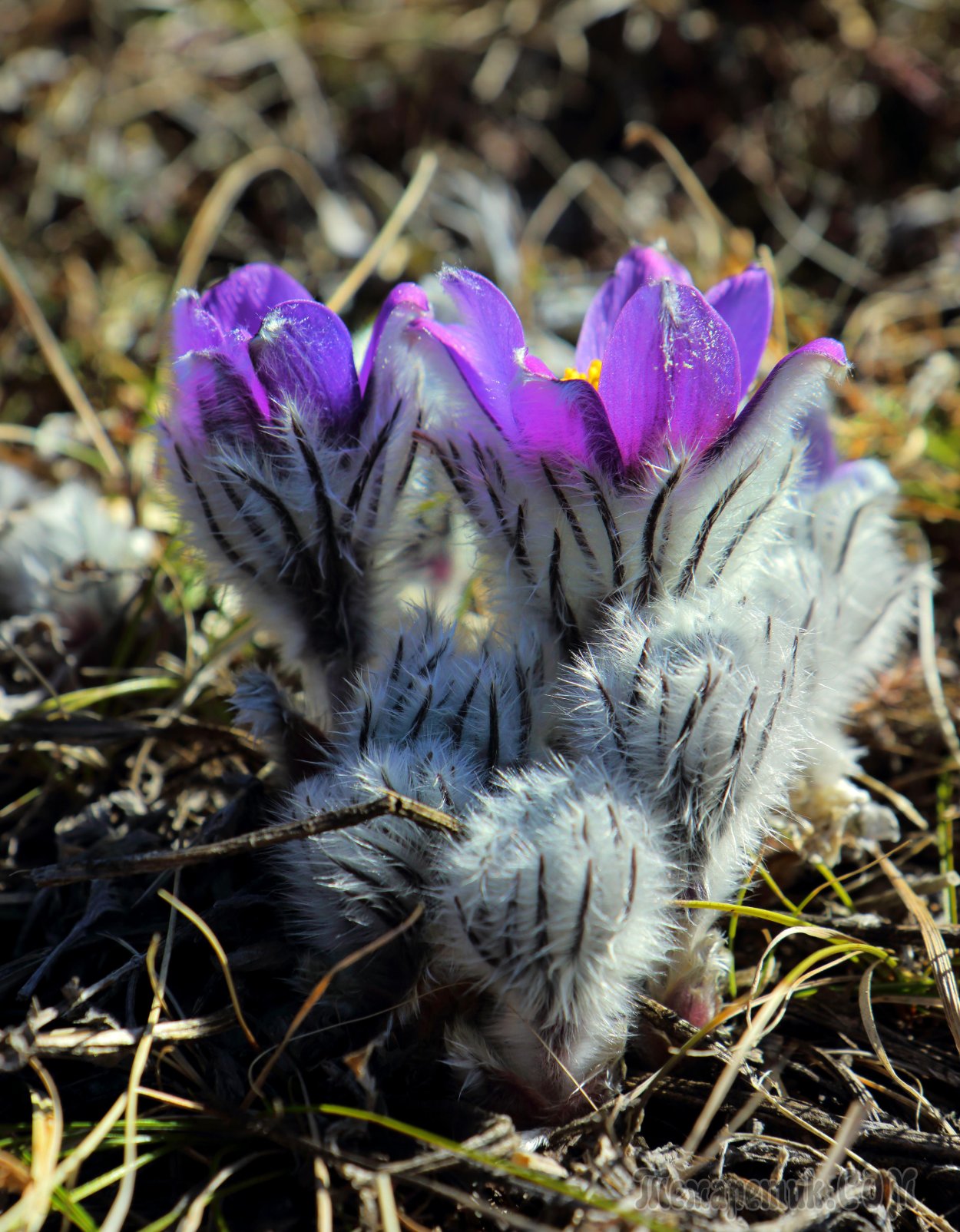 Прострел - сон трава