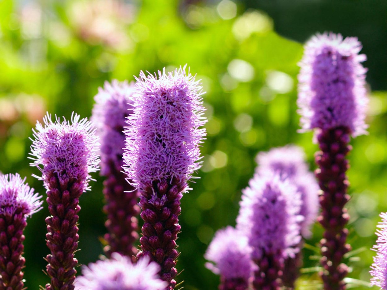 Лук декоративный ин орбит