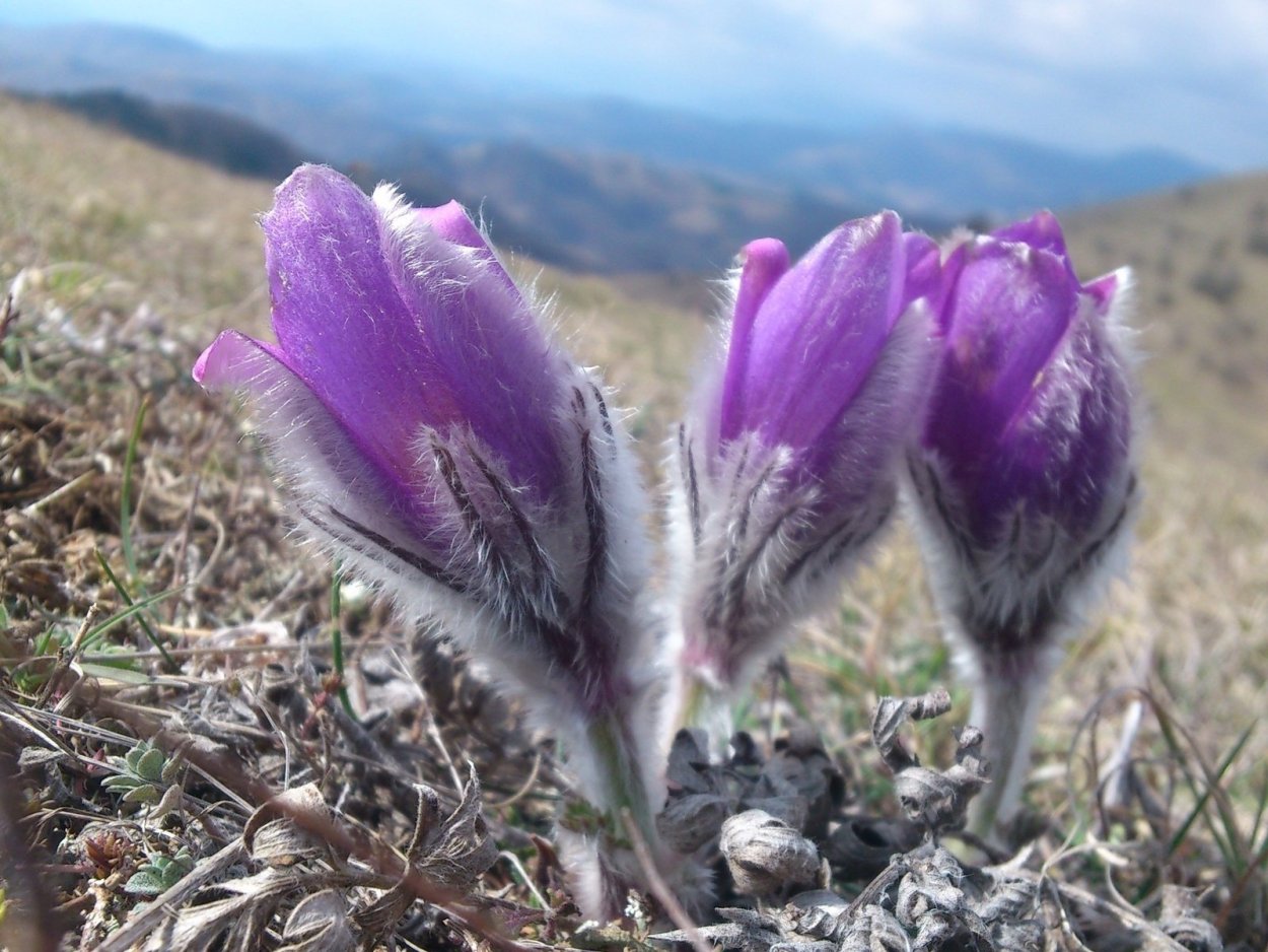 Цветы прострел Крымский бутон