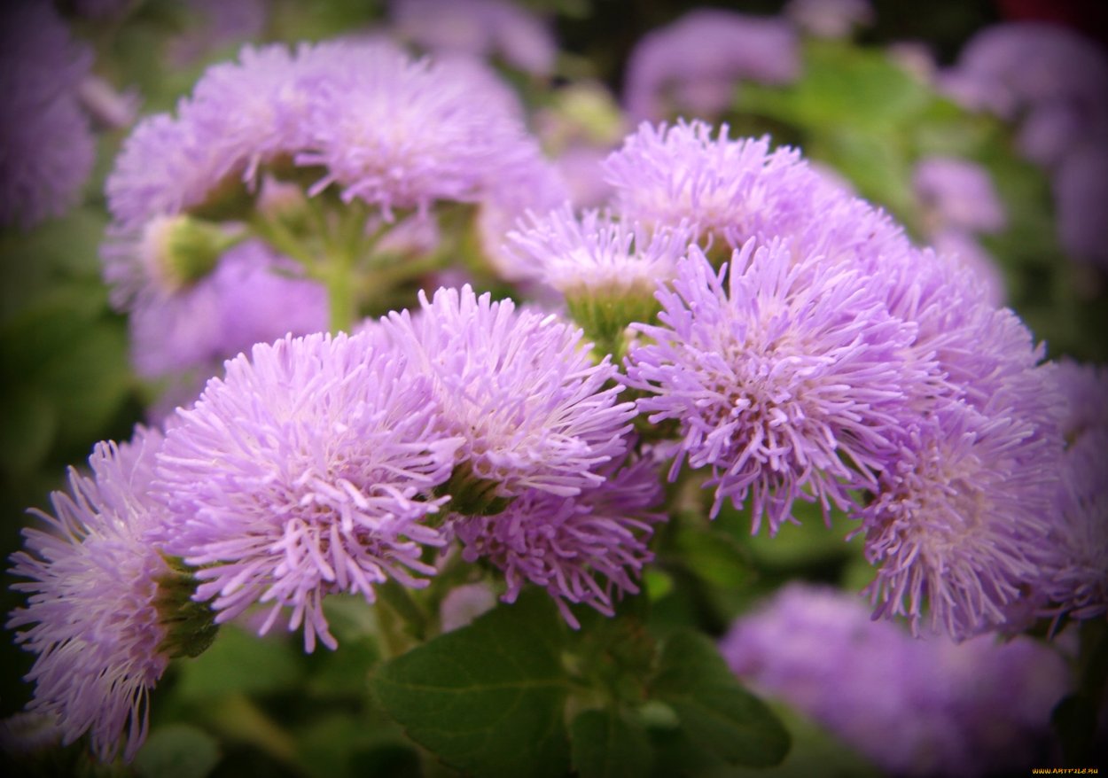 Агератум розовый слон