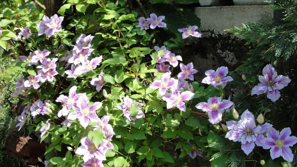 Клематис дикий