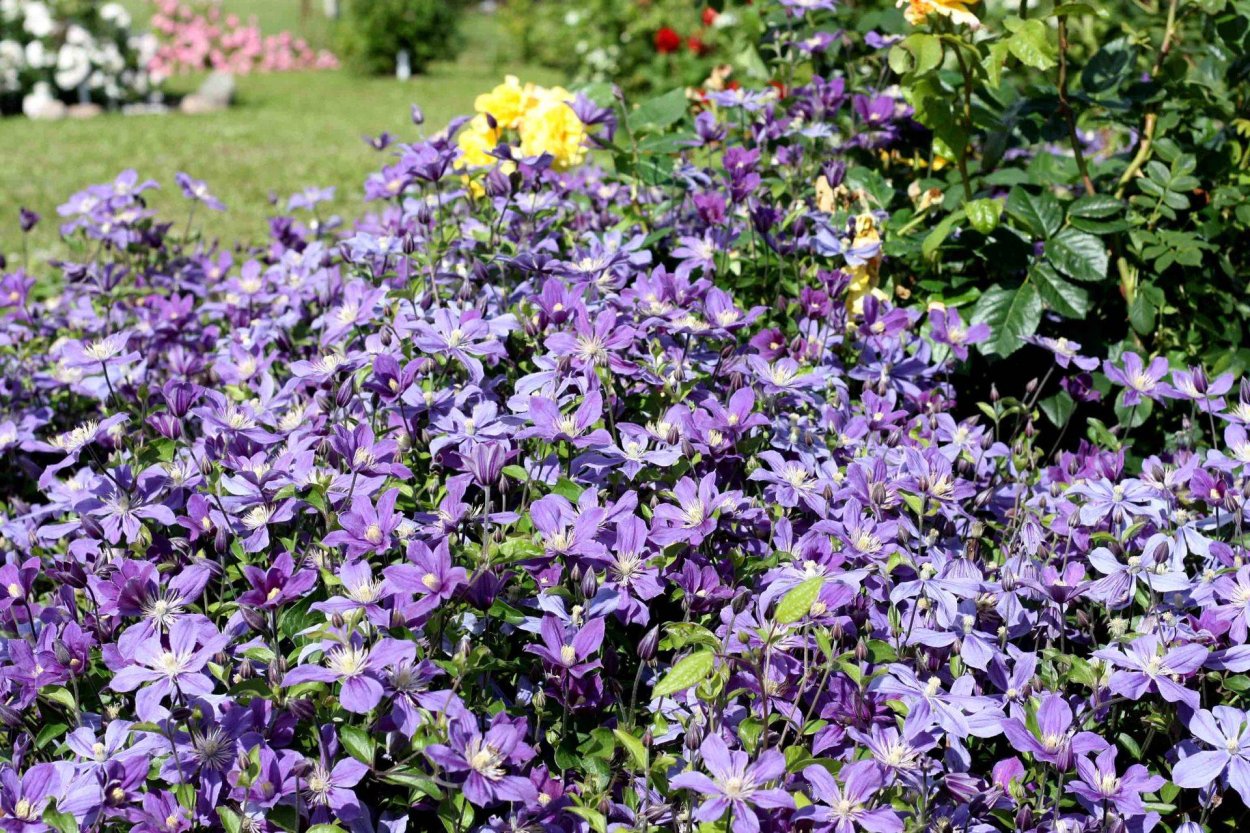 Клематис Арабелла для изгороди