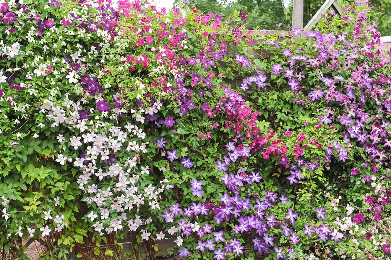 Клематис Ломонос