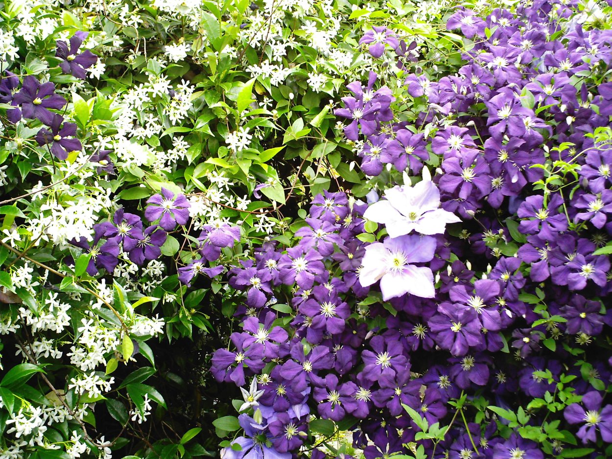 Клематис мелкоцветковый розовый