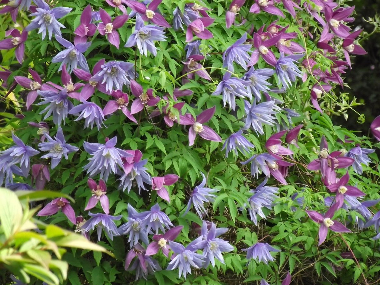 Тенелюбивые почвопокровники