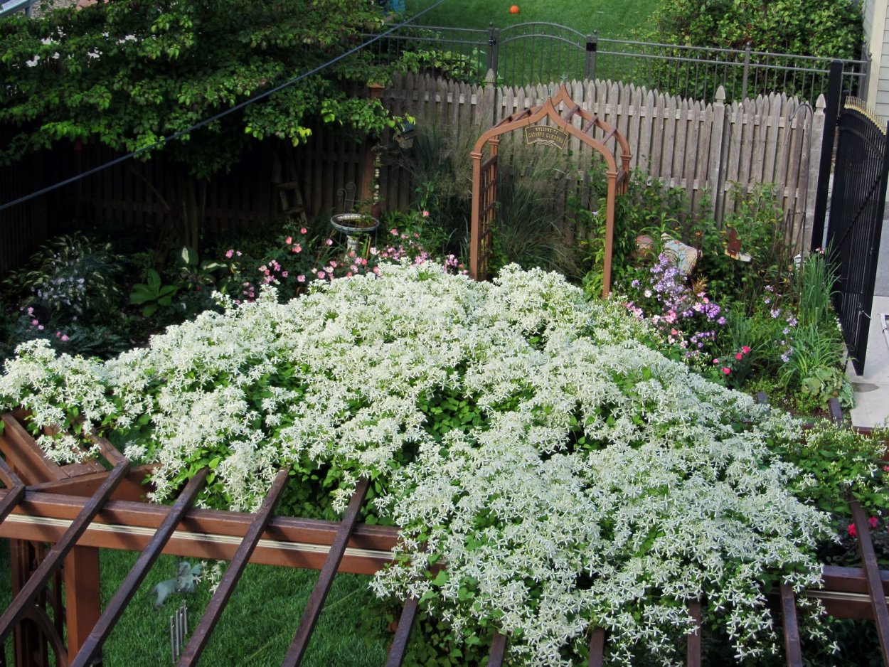 Клематис роземур