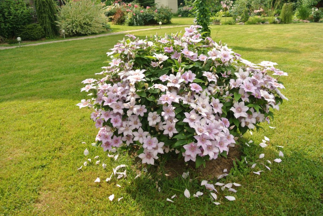 Клематис Крагсайд