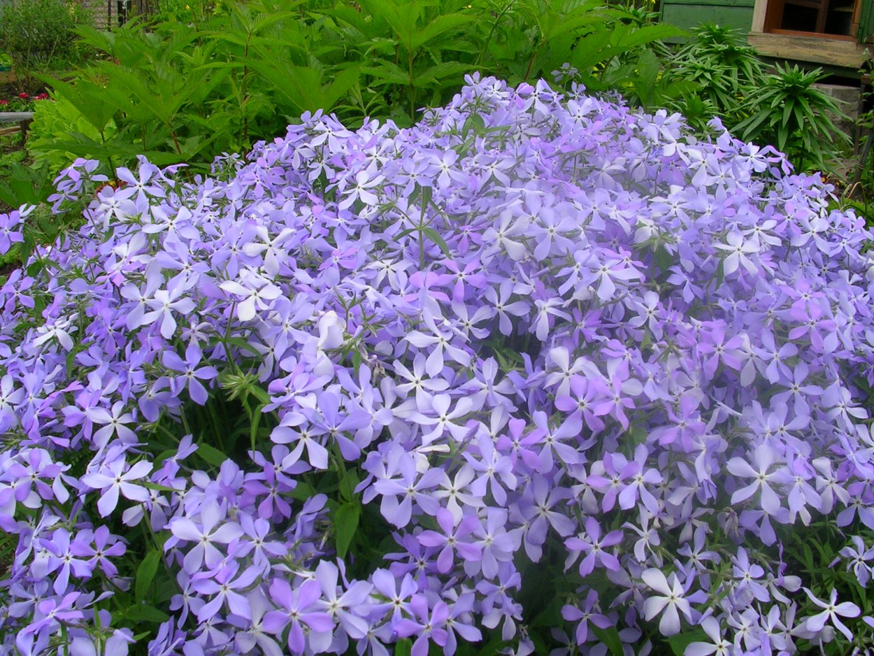 Клематис тангутский Живая изгородь